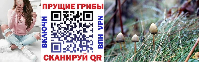Галлюциногенные грибы Cubensis  darknet какой сайт  Холм  где купить наркоту 